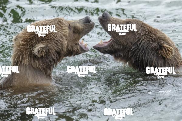 Brown Bears Wrestling in the Water 2-1
