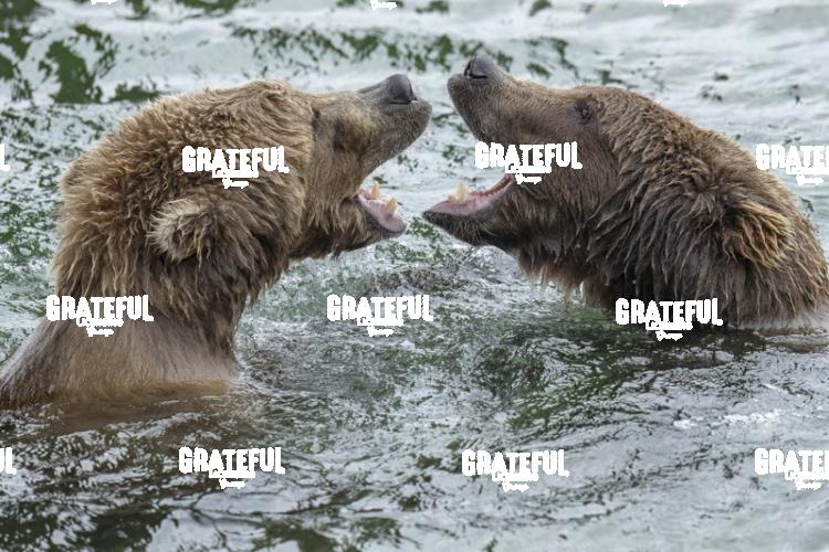 Brown Bears Wrestling in the Water 2-1