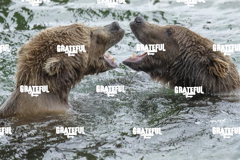Brown Bears Wrestling in the Water 2-1