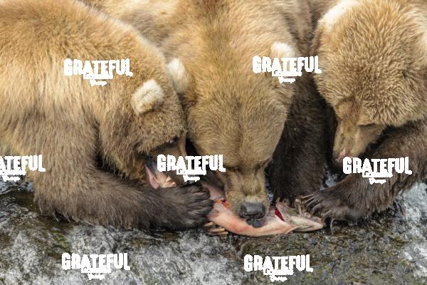 Brown Bear Mom and Two Cubs Enjoy a Fresh Salmon-1