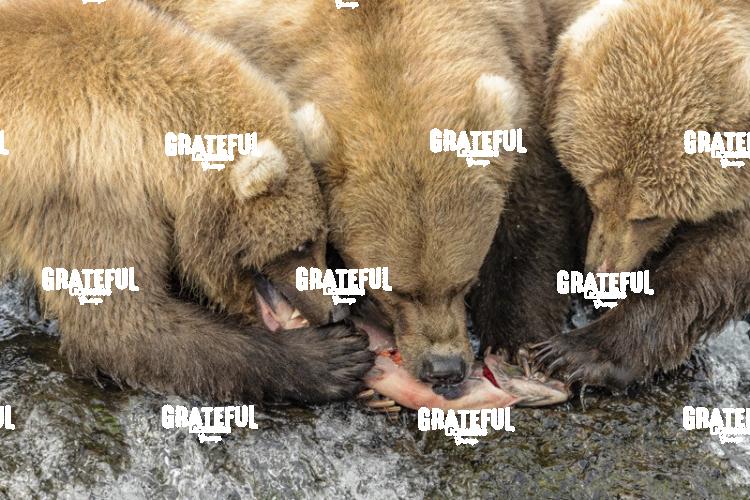 Brown Bear Mom and Two Cubs Enjoy a Fresh Salmon-1