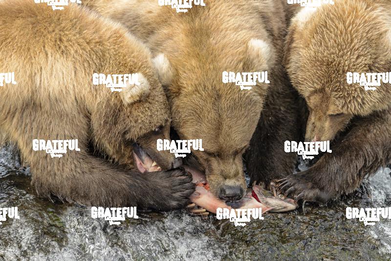 Brown Bear Mom and Two Cubs Enjoy a Fresh Salmon-1