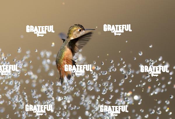 Rufous and Raindrops 5-1