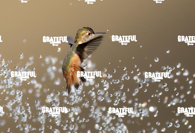 Rufous and Raindrops 5-1