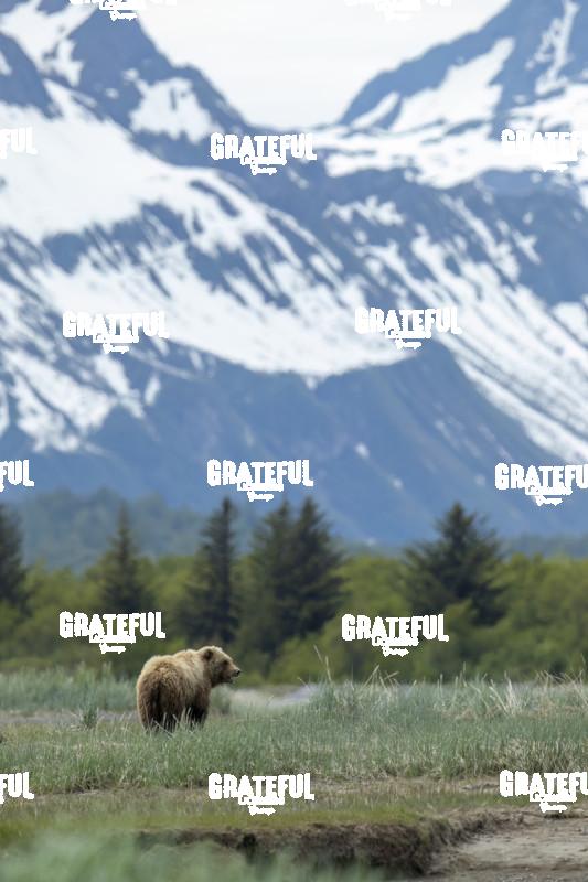 Brown Bear Under the Mountain-1