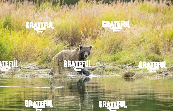 Brown Bear and Duck-1