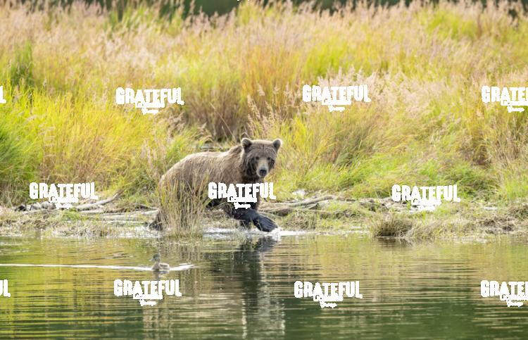 Brown Bear and Duck-1