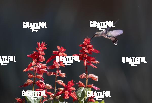 Rufous on Red Flower 4-1