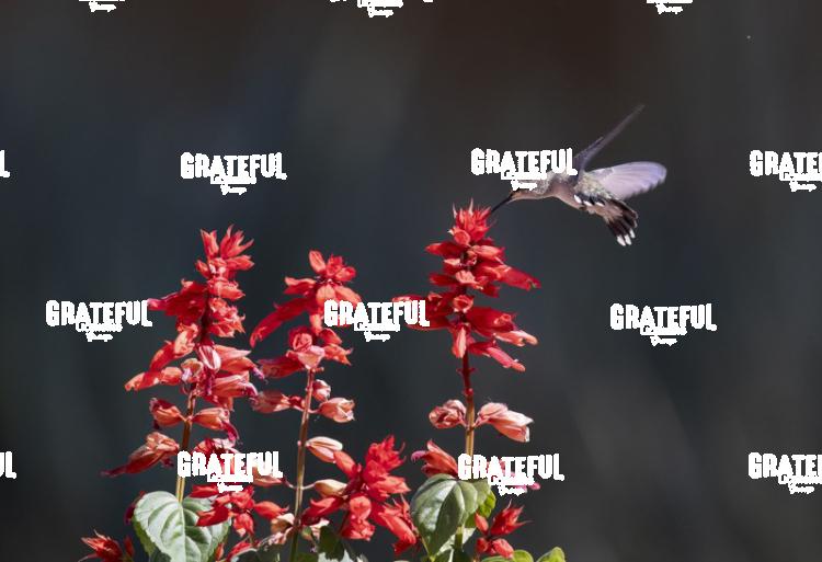 Rufous on Red Flower 4-1