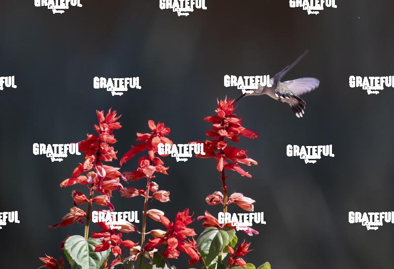 Rufous on Red Flower 4-1