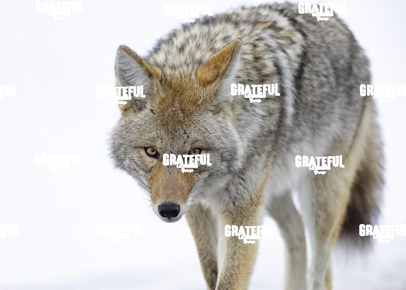 Coyote in the Snow-1