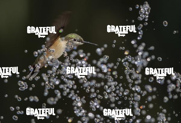 Rufous and Raindrops 3-1