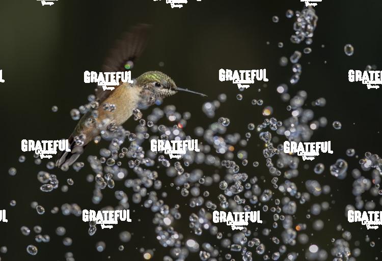 Rufous and Raindrops 3-1