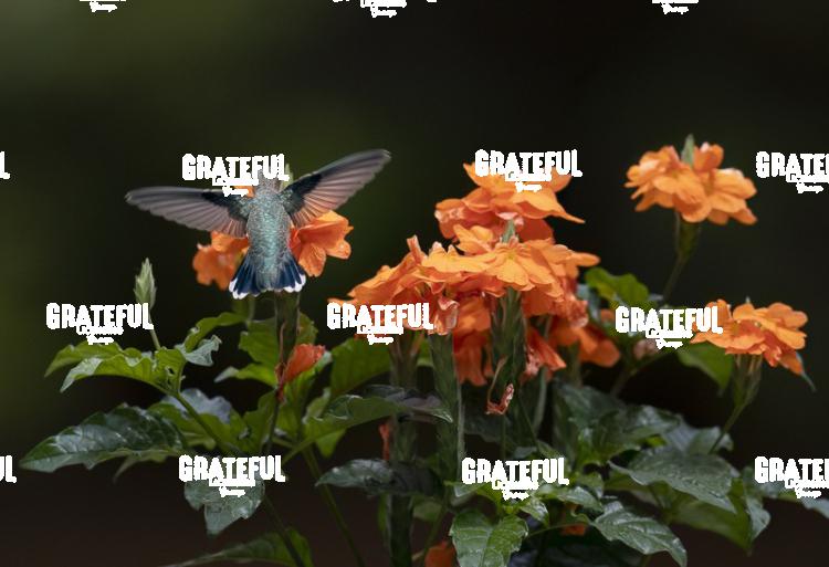 Rufous on Red Flower 6-1