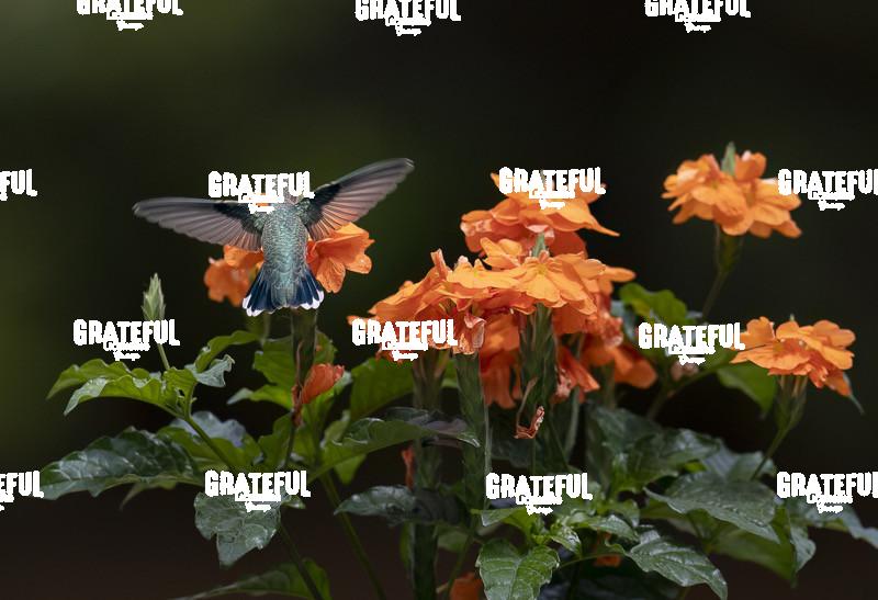 Rufous on Red Flower 6-1