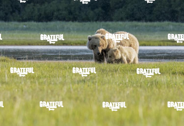 Brown Bear Sow and Cub Nuzzle in the Grass