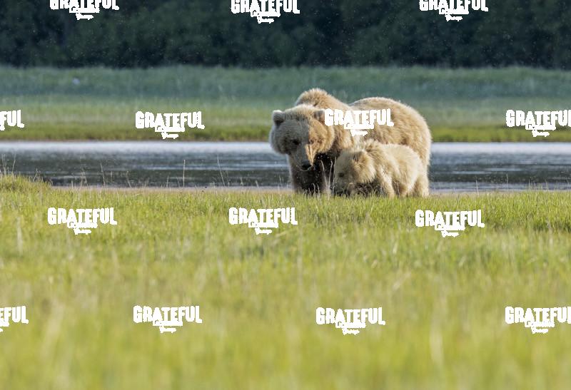 Brown Bear Sow and Cub Nuzzle in the Grass
