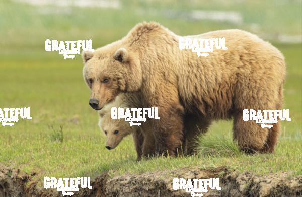 Mom and Cub-1