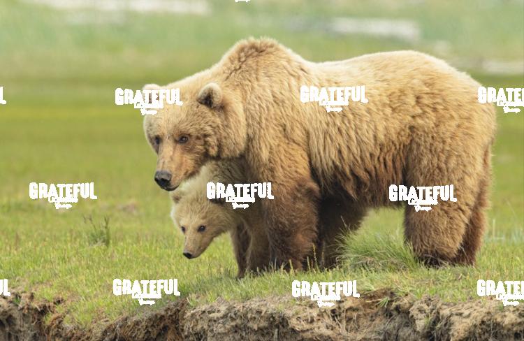 Mom and Cub-1
