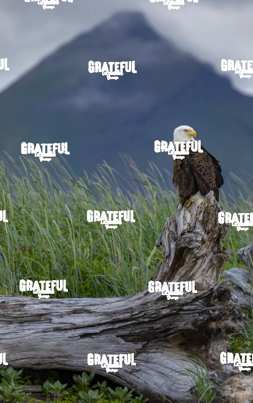 Bald Eagle on a Stump with Mountain-1