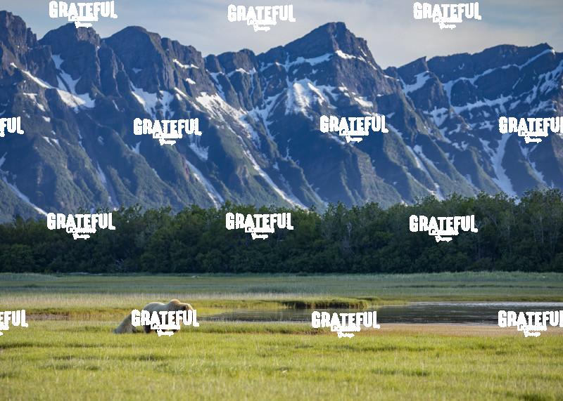 Brown Bear Sow and Cub Nuzzle in the Grass 3-1