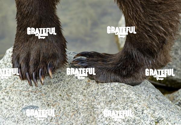 Brown Bear Paws-1