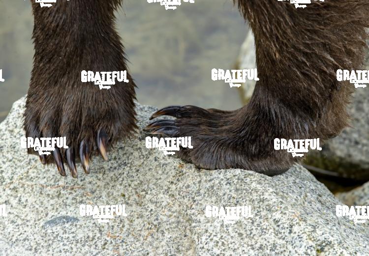 Brown Bear Paws-1
