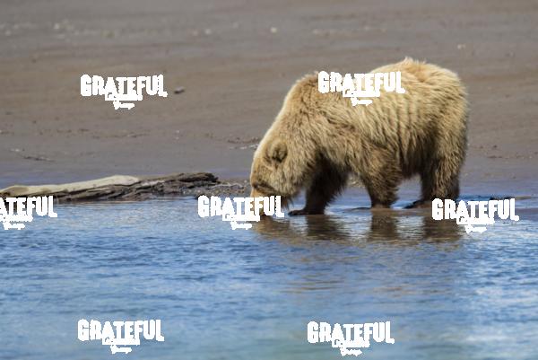 Brown Bear Having a Drink-1