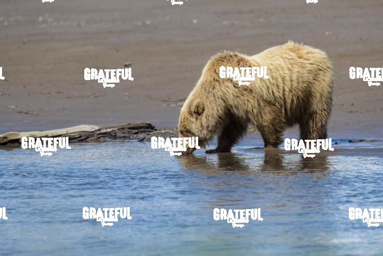 Brown Bear Having a Drink-1
