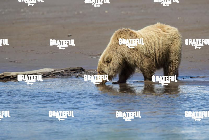 Brown Bear Having a Drink-1