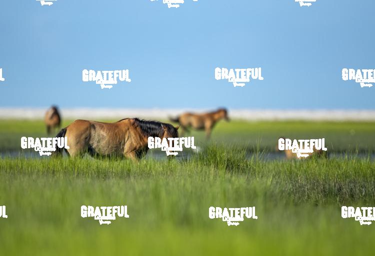 Wild Horses, Shackleford Banks, NC-1