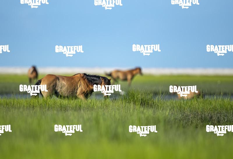 Wild Horses, Shackleford Banks, NC-1