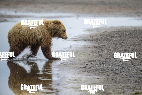 Brown Bear Cub Walking on the Beach-1