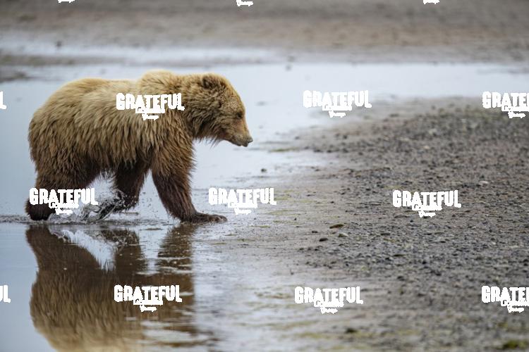 Brown Bear Cub Walking on the Beach-1