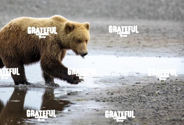 Brown Bear Cub Walking on the Beach 2-1