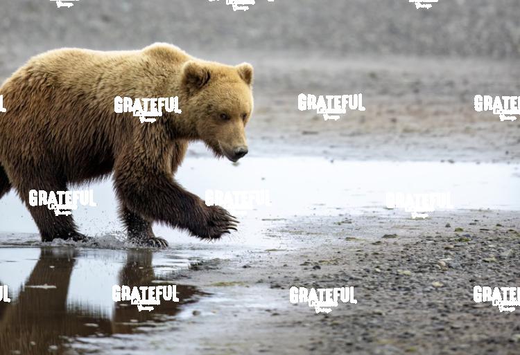 Brown Bear Cub Walking on the Beach 2-1