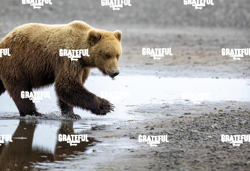 Brown Bear Cub Walking on the Beach 2-1