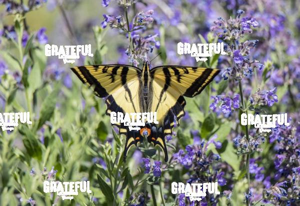 Tiger Swallowtail with Purple Flowers-1