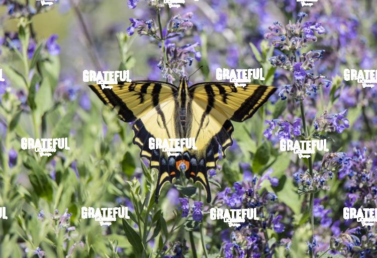 Tiger Swallowtail with Purple Flowers-1