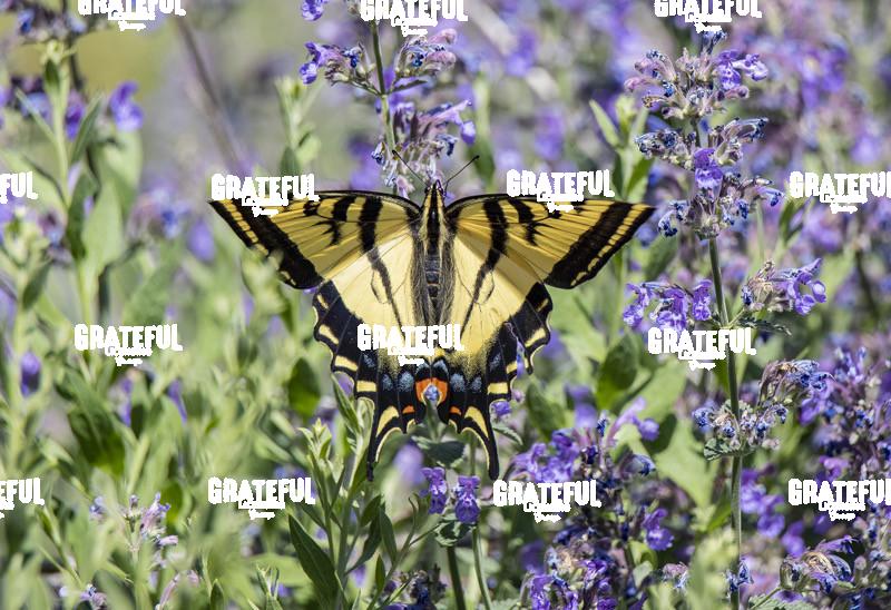 Tiger Swallowtail with Purple Flowers-1