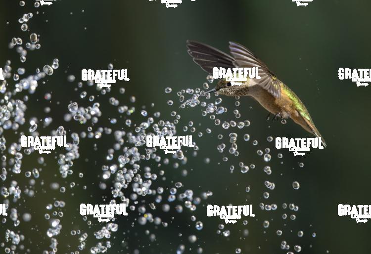 Rufous and Raindrops-1