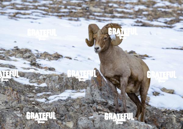 Big Horn Sheep Ram in the Snow-1