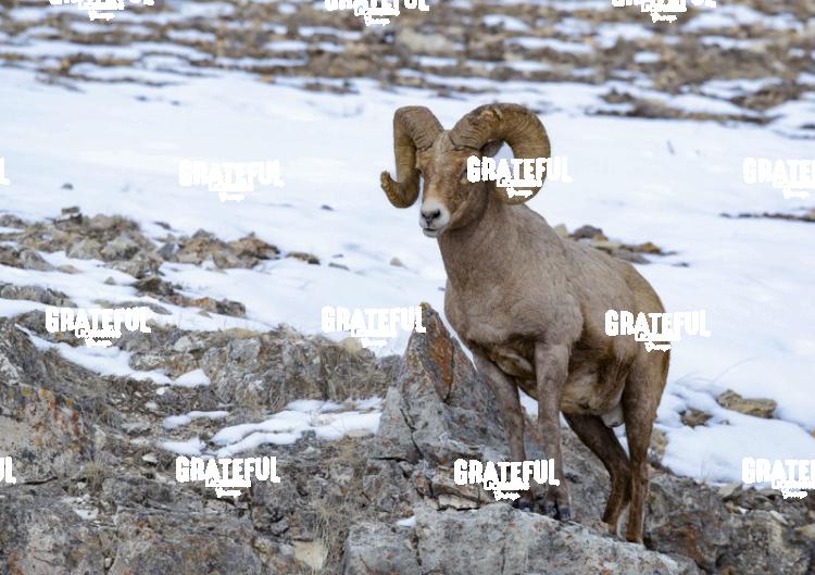 Big Horn Sheep Ram in the Snow-1