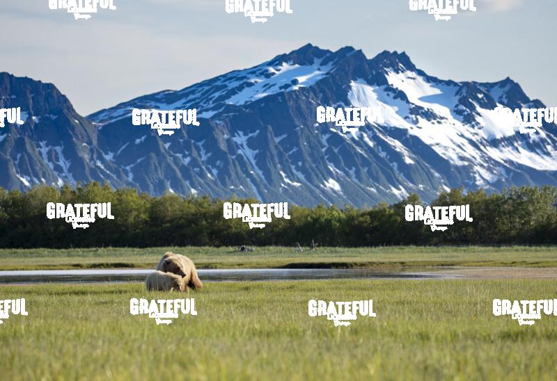 Brown Bear Sow and Cub Nuzzle in the Grass 2-1