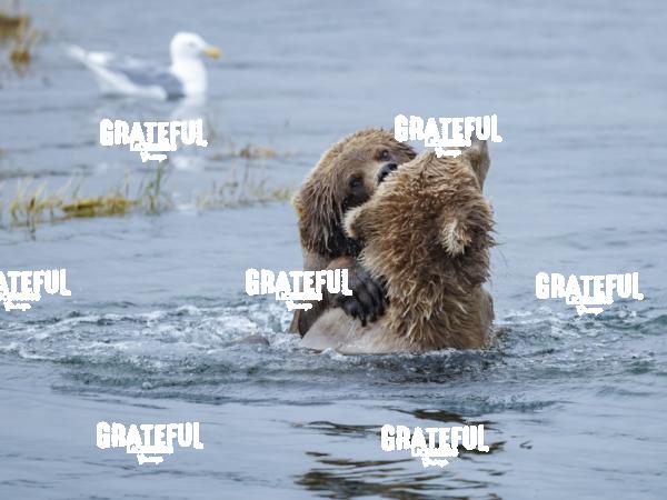 Brown Bears Wrestling in the Water-1