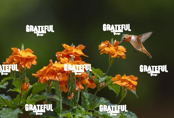 Broad-tailed Hummingbird on Orange Flower 2-1