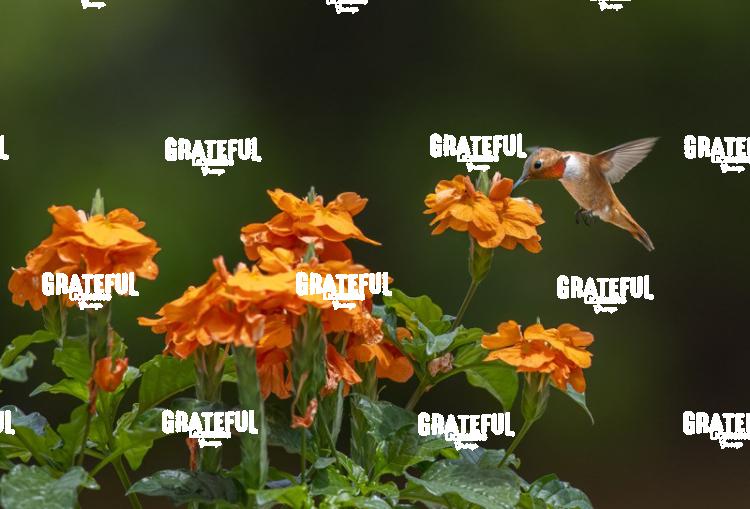 Broad-tailed Hummingbird on Orange Flower 2-1