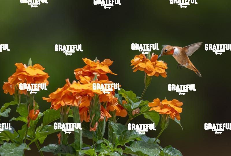 Broad-tailed Hummingbird on Orange Flower 2-1