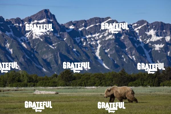 Brown Bear Walks in the Meadow Beneath the Mountain-1