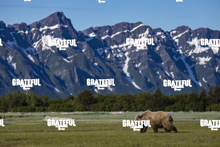 Brown Bear Walks in the Meadow Beneath the Mountain-1